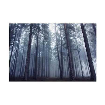 David Charouz 'Mysterious Foggy Forest' Canvas Art, 16x24